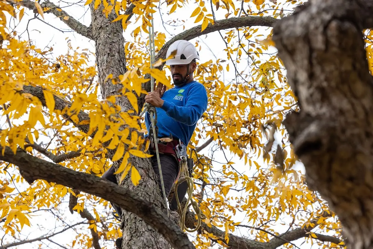 Skilled Tree Planing crew working in Jolley